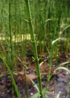 Einzelbild 3 Schlamm-Schachtelhalm - Equisetum fluviatile