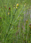 Einzelbild 4 Schlamm-Schachtelhalm - Equisetum fluviatile
