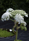 Einzelbild 3 Riesen-Bärenklau - Heracleum mantegazzianum