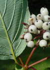 Einzelbild 7 Seidiger Hornstrauch - Cornus sericea