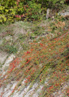 Einzelbild 2 Korallenstrauch - Cotoneaster horizontalis