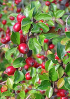 Einzelbild 4 Korallenstrauch - Cotoneaster horizontalis