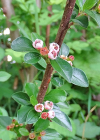 Einzelbild 5 Korallenstrauch - Cotoneaster horizontalis