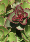 Einzelbild 5 Kaukasus-Fettkraut - Sedum spurium