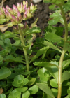 Einzelbild 6 Kaukasus-Fettkraut - Sedum spurium
