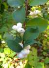 Einzelbild 2 Schneebeere - Symphoricarpos albus