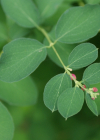 Einzelbild 6 Schneebeere - Symphoricarpos albus