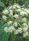 Einzelbild 4 Runzelblättriger Schneeball - Viburnum rhytidophyllum
