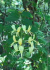 Einzelbild 3 Japanisches Geissblatt - Lonicera japonica