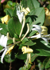 Einzelbild 6 Japanisches Geissblatt - Lonicera japonica