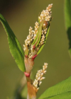 Einzelbild 5 Vielähriger Knöterich - Polygonum polystachyum