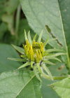 Einzelbild 5 Topinambur - Helianthus tuberosus