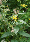 Einzelbild 6 Topinambur - Helianthus tuberosus