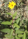 Einzelbild 7 Topinambur - Helianthus tuberosus