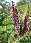 Einzelbild 2 Bastardindigo - Amorpha fruticosa