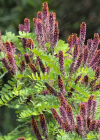 Einzelbild 3 Bastardindigo - Amorpha fruticosa