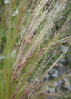 Einzelbild 3 Zartes Federgras - Nassella tenuissima