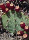 Einzelbild 3 Mattstacheliger Feigenkaktus - Opuntia phaeacantha