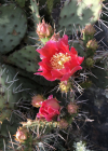 Einzelbild 4 Mattstacheliger Feigenkaktus - Opuntia phaeacantha