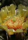 Einzelbild 5 Mattstacheliger Feigenkaktus - Opuntia phaeacantha