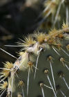Einzelbild 7 Mattstacheliger Feigenkaktus - Opuntia phaeacantha