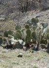 Einzelbild 8 Mattstacheliger Feigenkaktus - Opuntia phaeacantha