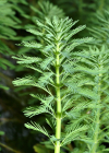 Einzelbild 2 Brasilianisches Tausendblatt - Myriophyllum aquaticum
