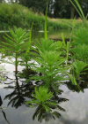 Einzelbild 5 Brasilianisches Tausendblatt - Myriophyllum aquaticum
