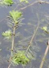 Einzelbild 6 Brasilianisches Tausendblatt - Myriophyllum aquaticum