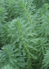 Einzelbild 8 Brasilianisches Tausendblatt - Myriophyllum aquaticum