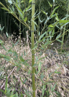 Einzelbild 2 Gold-Bambus - Phyllostachys aurea