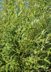 Einzelbild 5 Gold-Bambus - Phyllostachys aurea