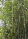 Einzelbild 6 Gold-Bambus - Phyllostachys aurea