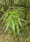 Einzelbild 7 Gold-Bambus - Phyllostachys aurea