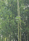 Einzelbild 8 Gold-Bambus - Phyllostachys aurea