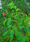 Einzelbild 1 Kletternder Giftsumach - Toxicodendron radicans