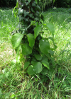Einzelbild 5 Kletternder Giftsumach - Toxicodendron radicans