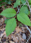 Einzelbild 8 Kletternder Giftsumach - Toxicodendron radicans