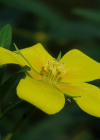 Einzelbild 8 Grossblütiges Heusenkraut - Ludwigia grandiflora