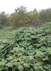 Einzelbild 3 Armenische Brombeere - Rubus armeniacus