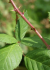 Einzelbild 4 Armenische Brombeere - Rubus armeniacus