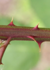 Einzelbild 5 Armenische Brombeere - Rubus armeniacus