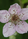 Einzelbild 6 Armenische Brombeere - Rubus armeniacus