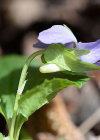 Einzelbild 4 Wunder-Veilchen - Viola mirabilis