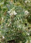 Einzelbild 5 Ungarische Wicke - Vicia pannonica