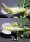 Einzelbild 8 Ungarische Wicke - Vicia pannonica