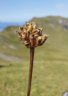 Einzelbild 8 Europäische Trollblume - Trollius europaeus