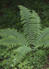Einzelbild 4 Schuppiger Wurmfarn - Dryopteris affinis
