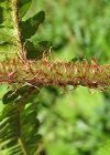 Einzelbild 6 Schuppiger Wurmfarn - Dryopteris affinis
