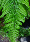 Einzelbild 7 Schuppiger Wurmfarn - Dryopteris affinis